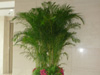 綠植租擺